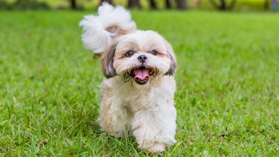 Charming Shih Tzu